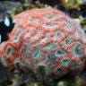 reefnut1