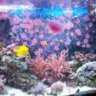 reefjunkie01
