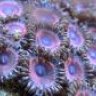 Ark Aquatics