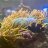 Classic Corals