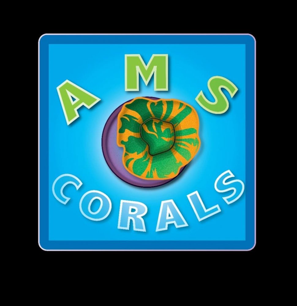 AMC Corals.jpg