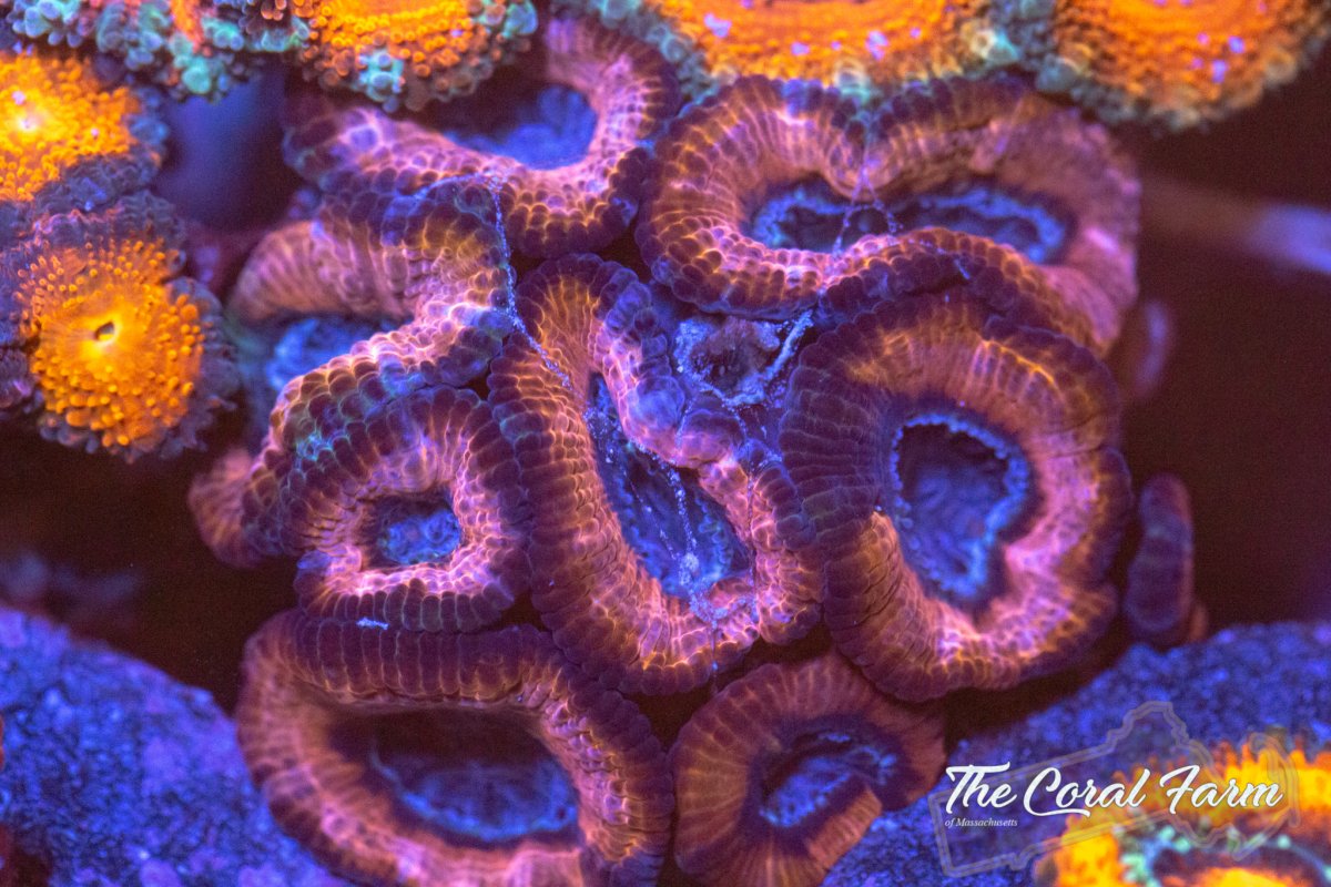 CoralFarmMA-42021--118.jpg