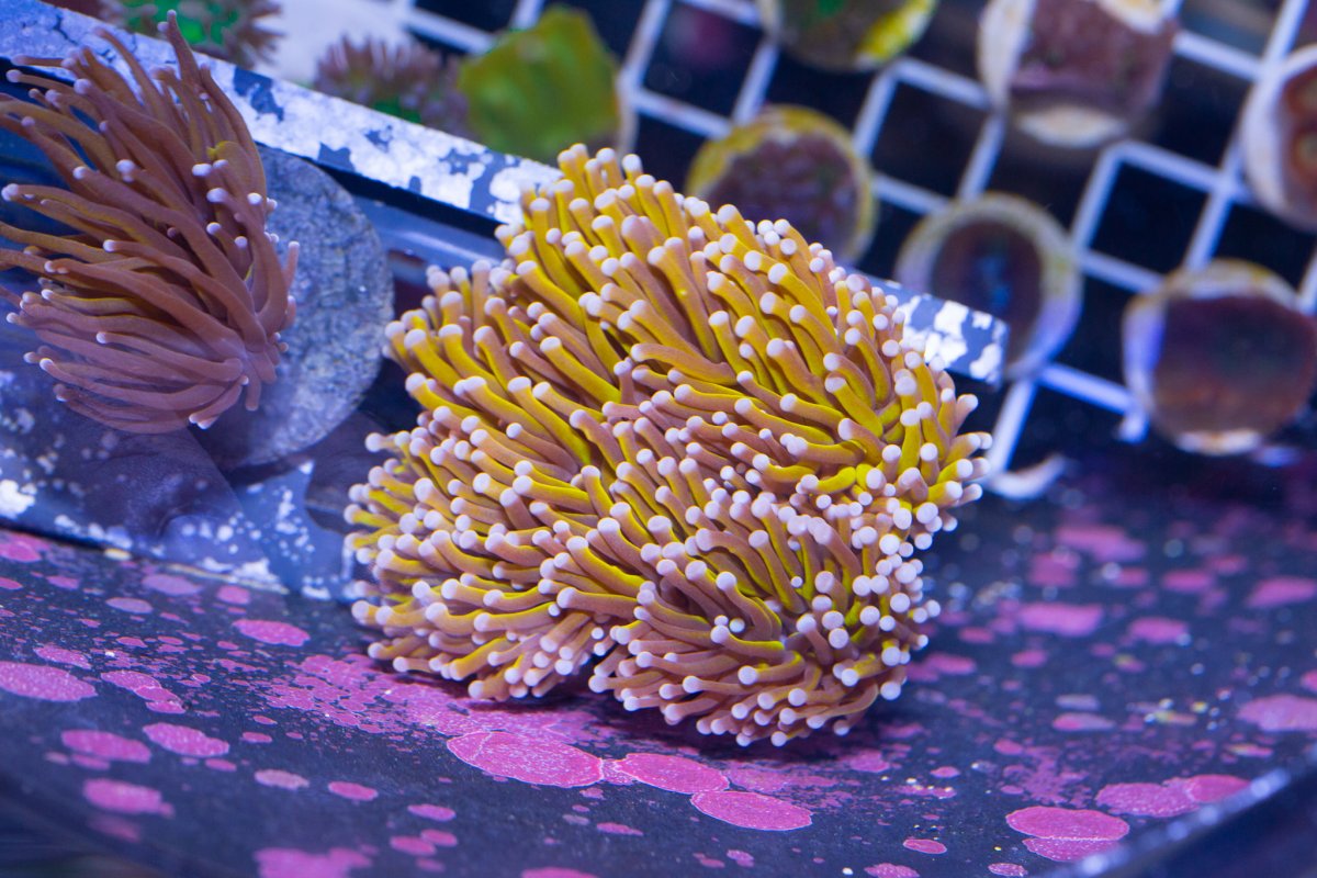 CoralFrags-1--1.jpg