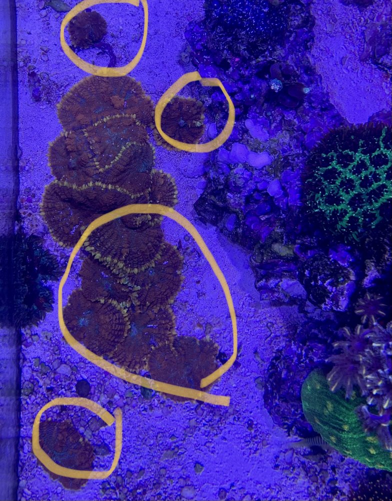 corals2.jpg