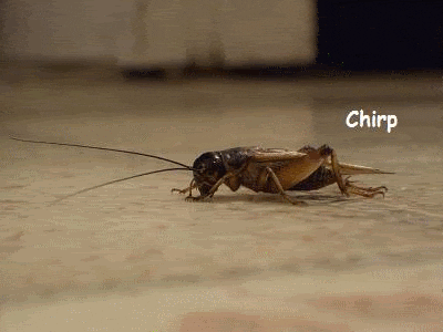 crickets_chirp.gif