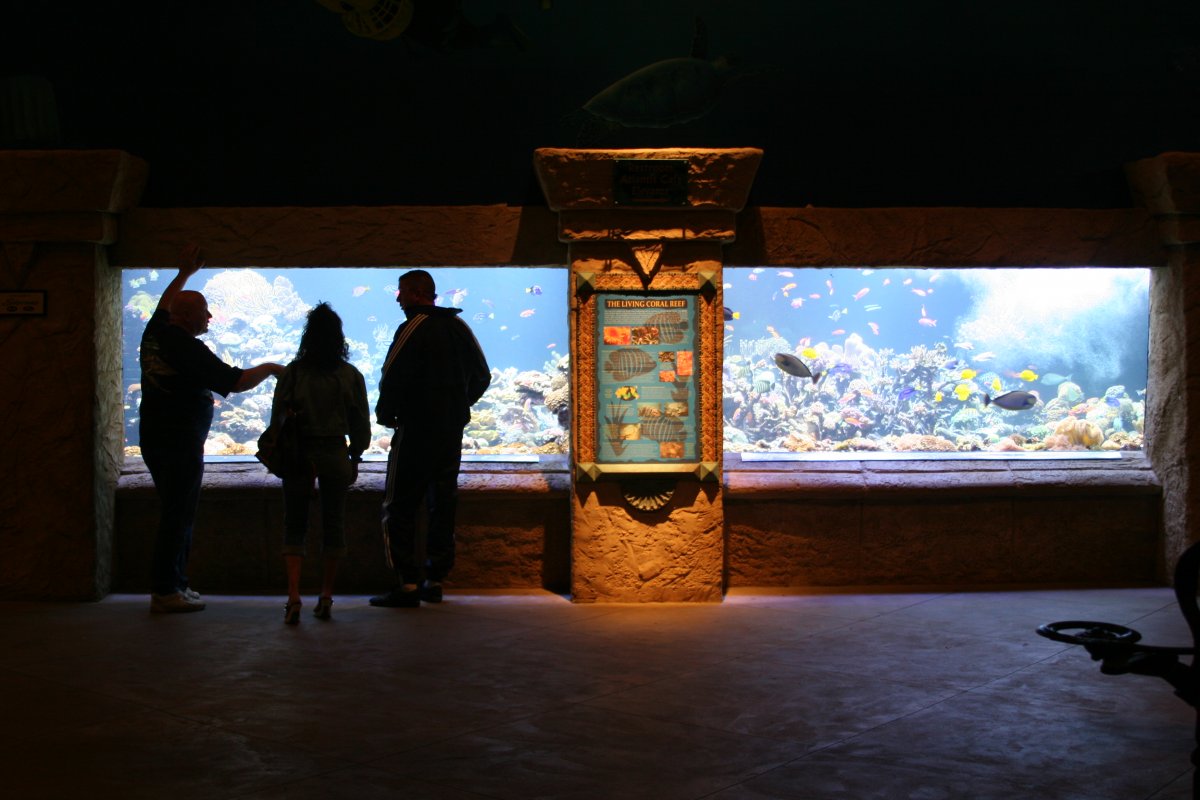 LIRA Atlantis Aquarium 2005 174.jpg