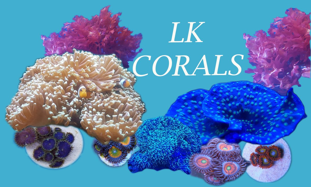 LK Corals Logo-001.jpg