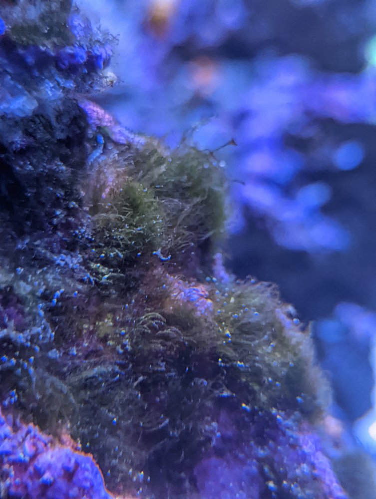 Bryopsis or Green Hair Algae? | Boston Reefers Society