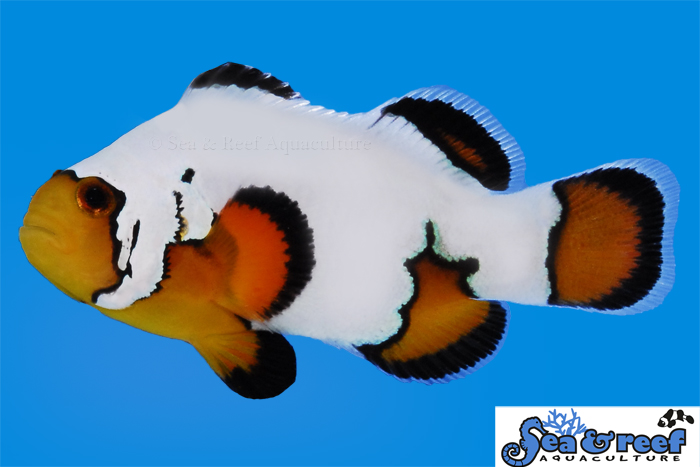 s&r-ultra-black-ice-clownfish.jpg