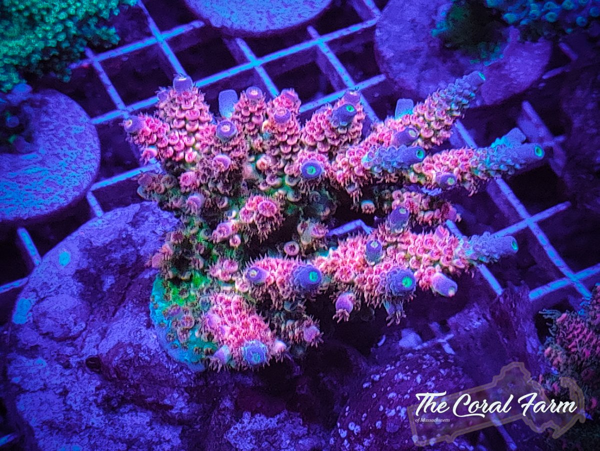 The Coral Farm MA 101921-70.jpg