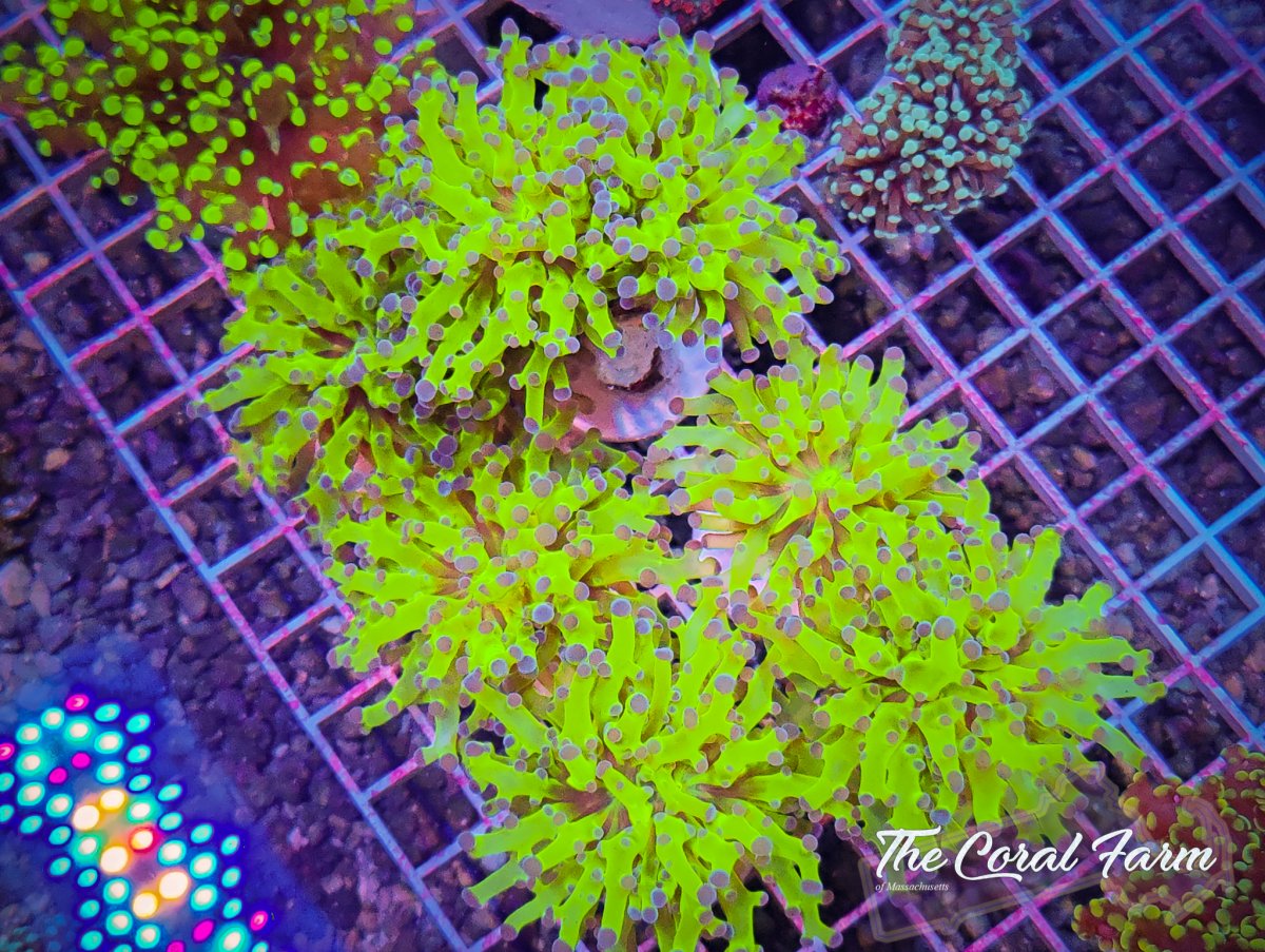 The Coral Farm MA 122821-13.jpg