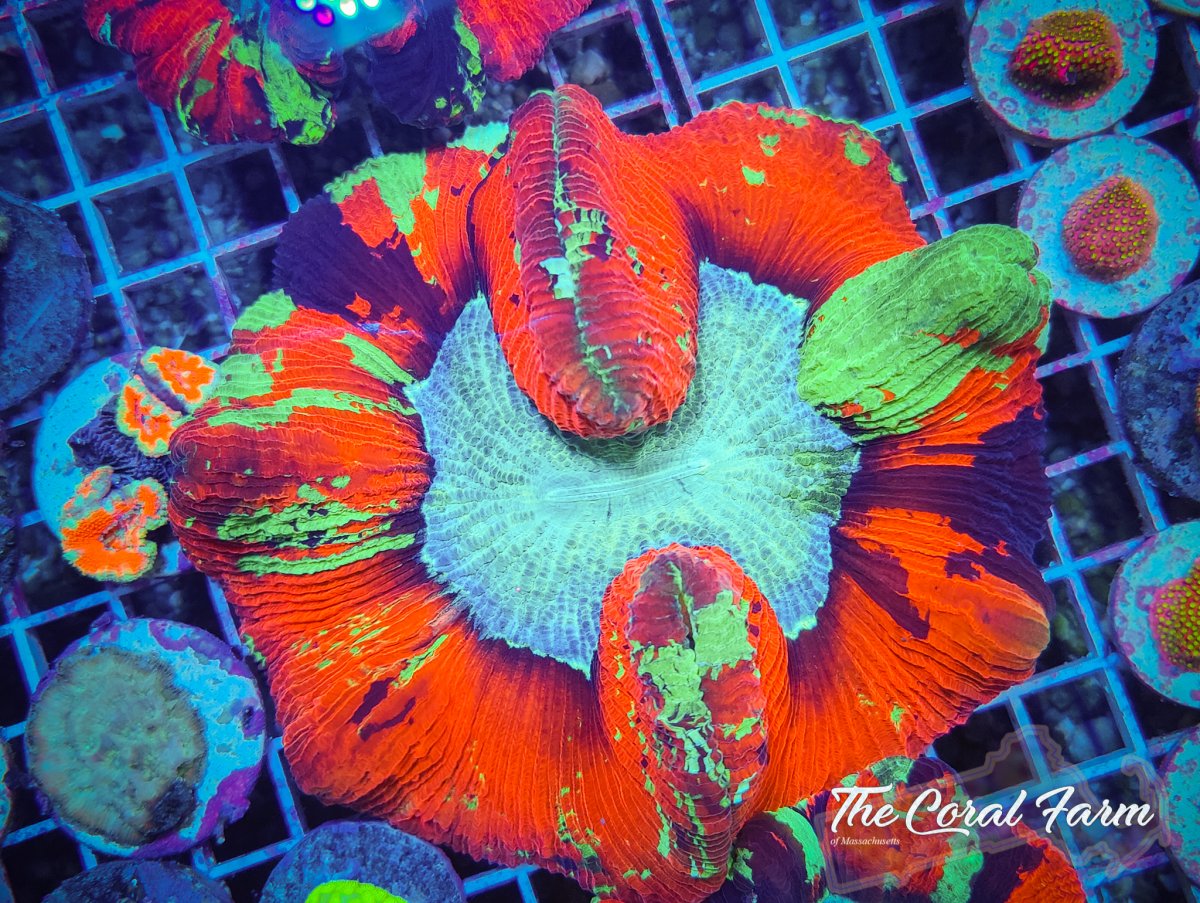 The Coral Farm MA 122821-46.jpg