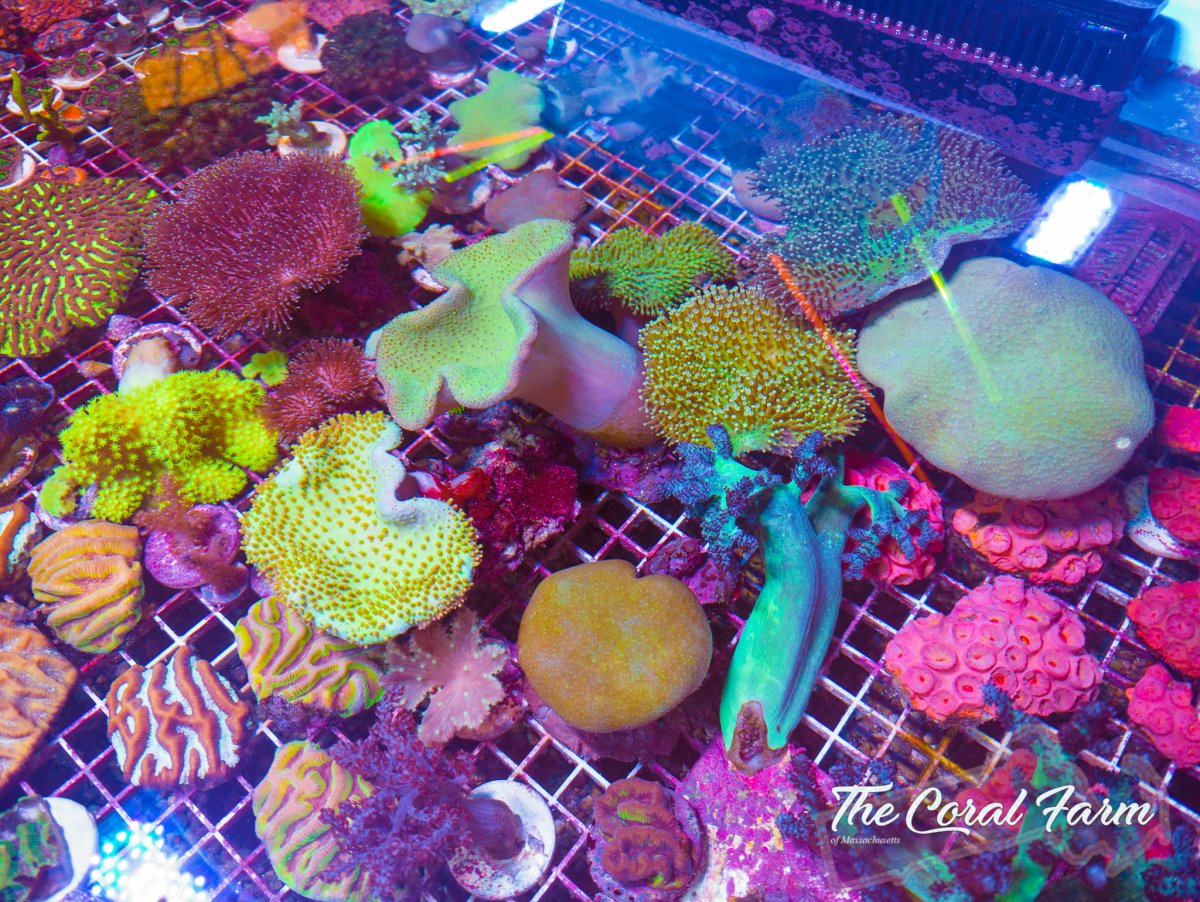 The Coral Farm MA -7.jpg