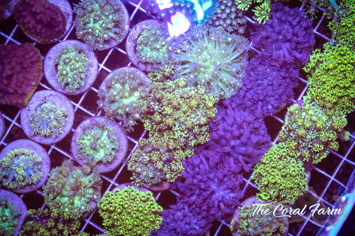 The Coral Farm MA  adsfaa-1.jpg